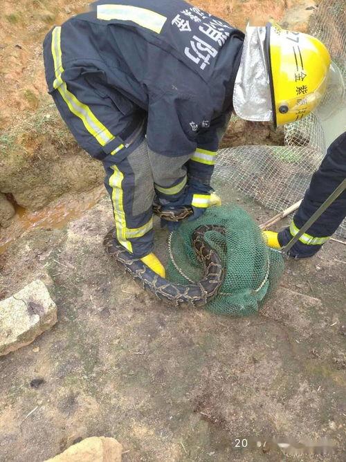 网友爆料出现大蟒蛇视频  第3张
